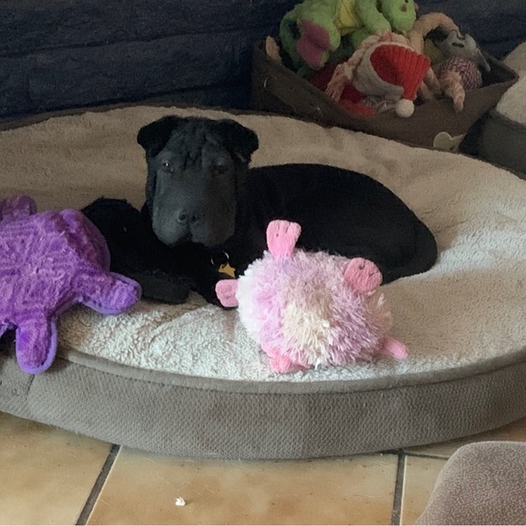 Meet your Posher, xoxo klowe - Picture 8 of 12